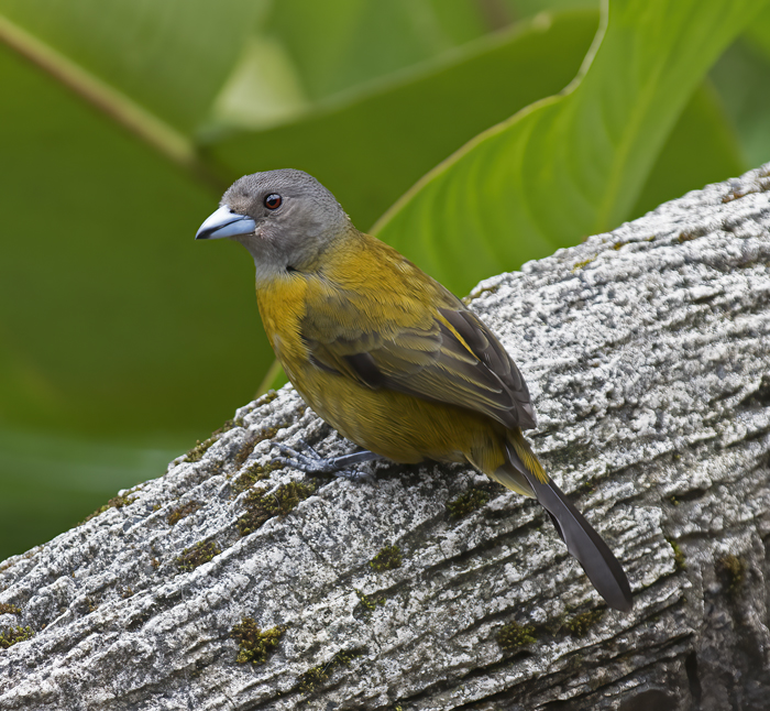 Gray-headed_Tanager_18_Costa_Rica_004