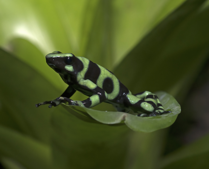 Green-black_Poison_Dart_Frog_18_Costa_Rica_012