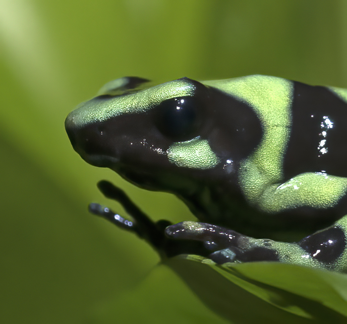 Green-black_Poison_Dart_Frog_18_Costa_Rica_015