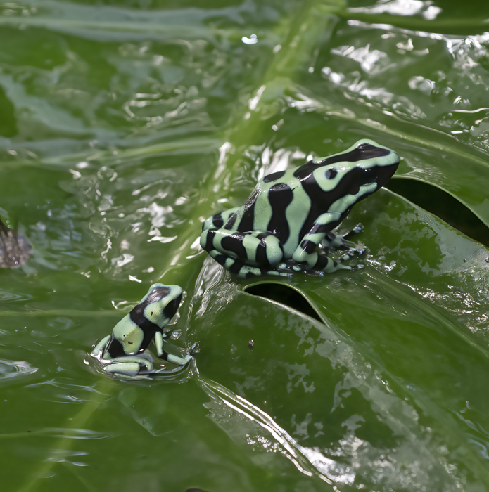 Green-black_Poison_Dart_Frog_18_Costa_Rica_033