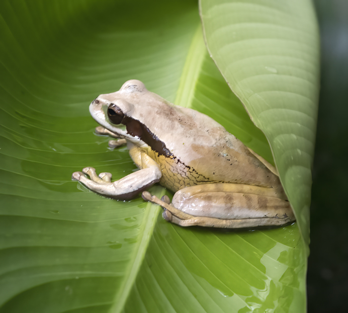 Masked_Leaf_Frog_18_Costa_Rica_002