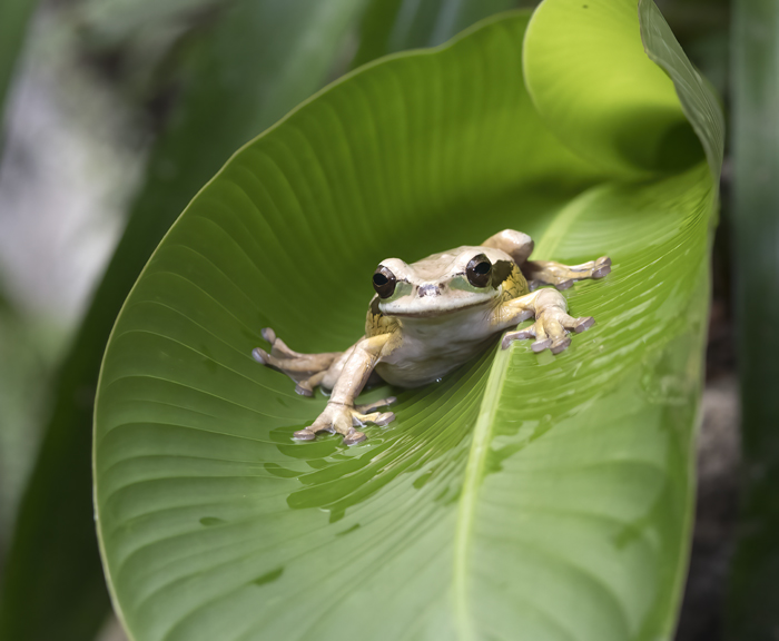 Masked_Leaf_Frog_18_Costa_Rica_005