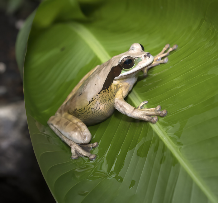Masked_Leaf_Frog_18_Costa_Rica_031
