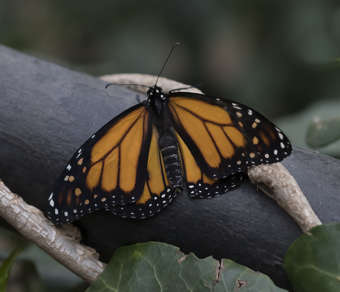Monarch_Butterfly_18_Costa_Rica_002