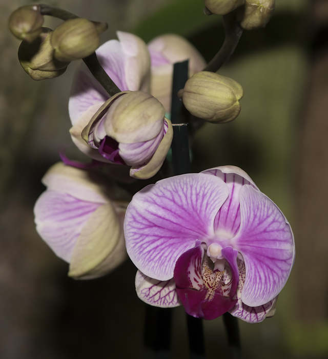 Orchids_18_Costa_Rica_001