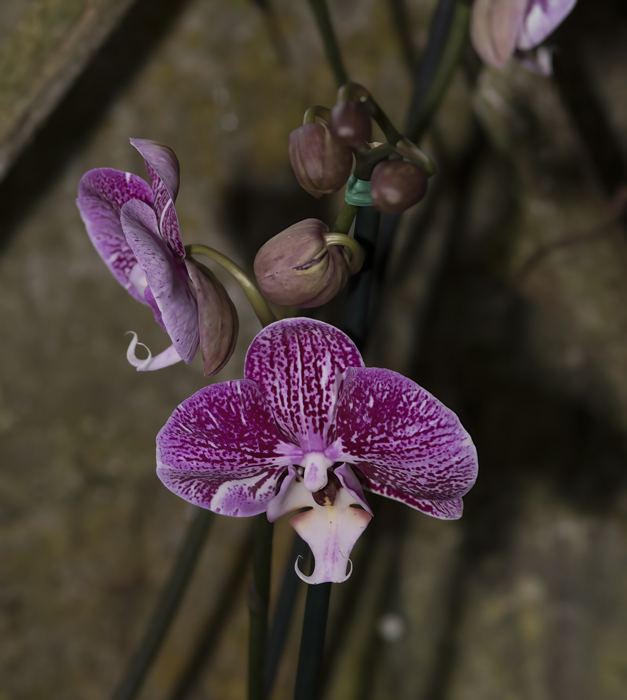 Orchids_18_Costa_Rica_002