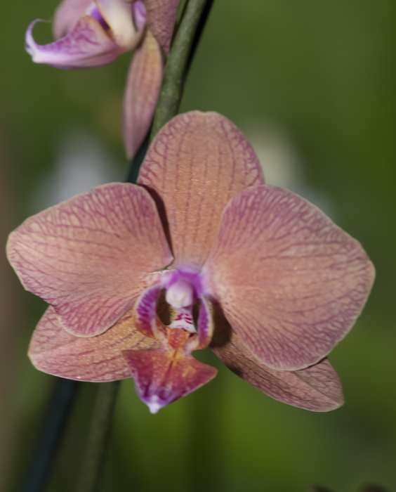 Orchids_18_Costa_Rica_003