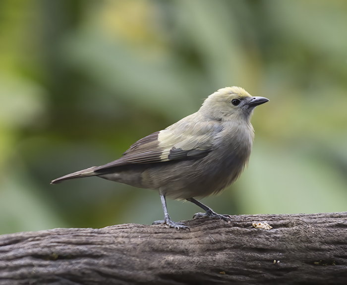 Palm_Tanager_18_Costa_Rica_004