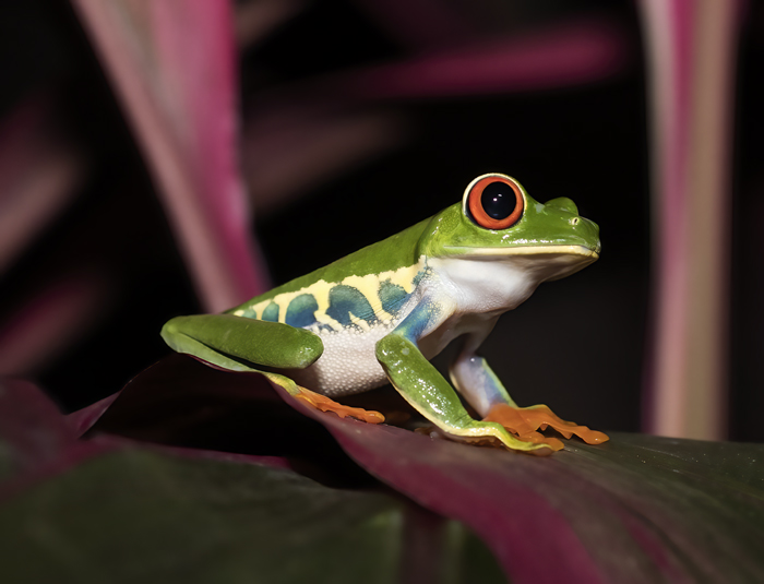 Red-eyed_Tree_Frog_18_Costa_Rica_001