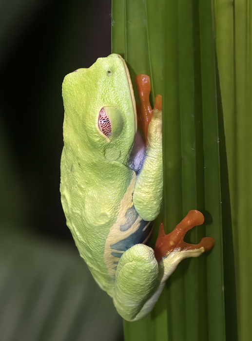 Red-eyed_Tree_Frog_18_Costa_Rica_011