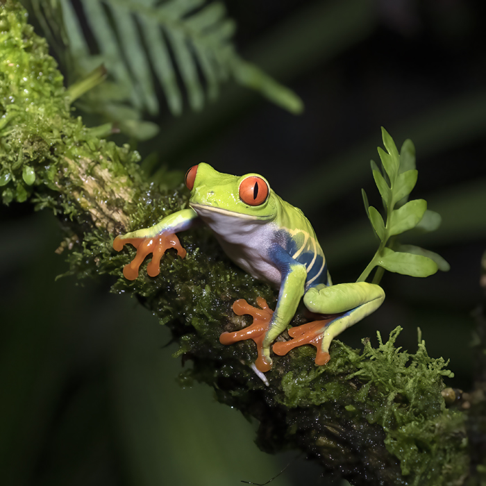Red-eyed_Tree_Frog_18_Costa_Rica_026