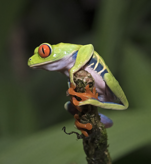 Red-eyed_Tree_Frog_18_Costa_Rica_036
