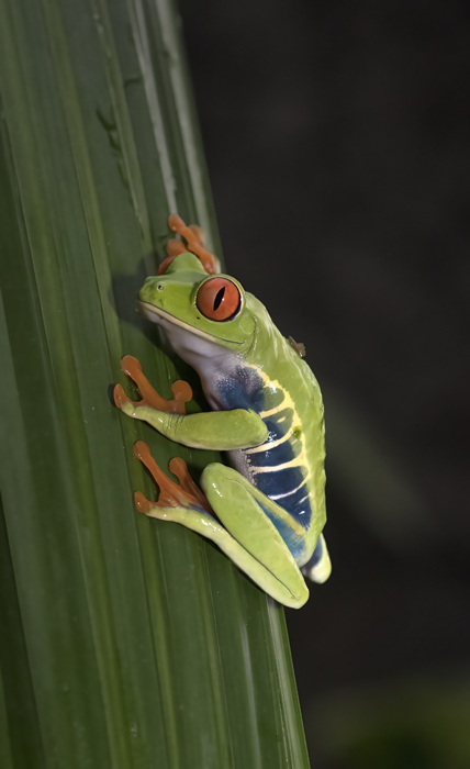 Red-eyed_Tree_Frog_18_Costa_Rica_042