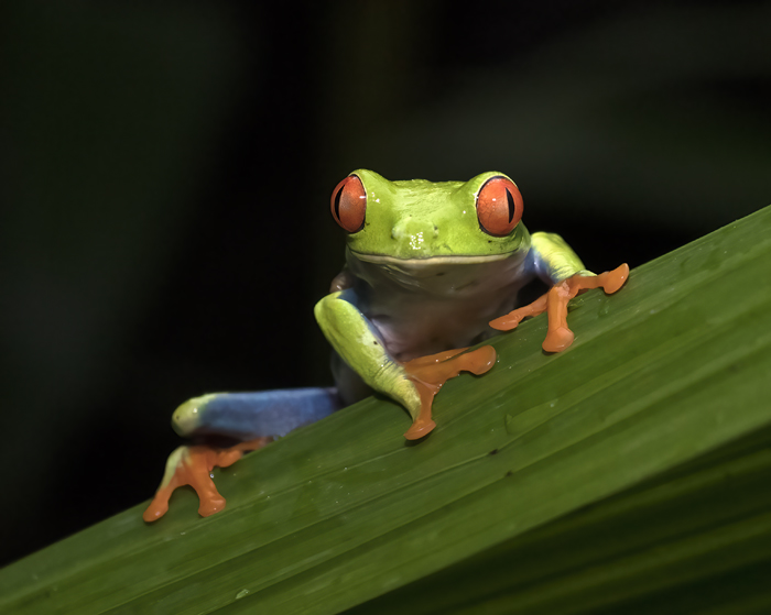 Red-eyed_Tree_Frog_18_Costa_Rica_044