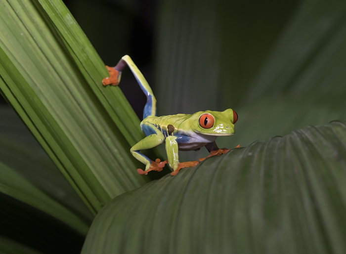 Red-eyed_Tree_Frog_18_Costa_Rica_053