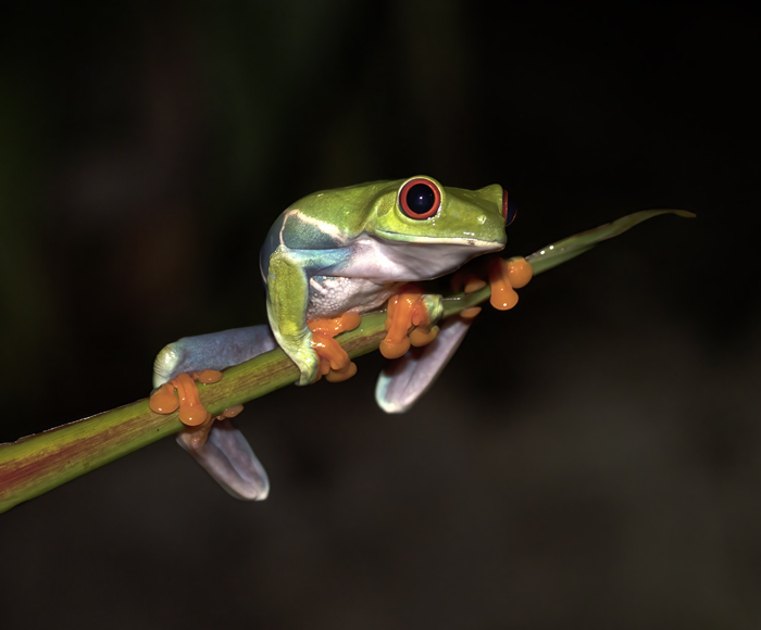 Red-eyed_Tree_Frog_18_Costa_Rica_067