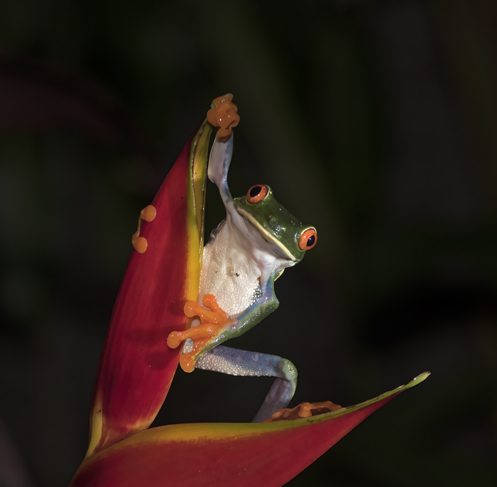 Red-eyed_Tree_Frog_18_Costa_Rica_095