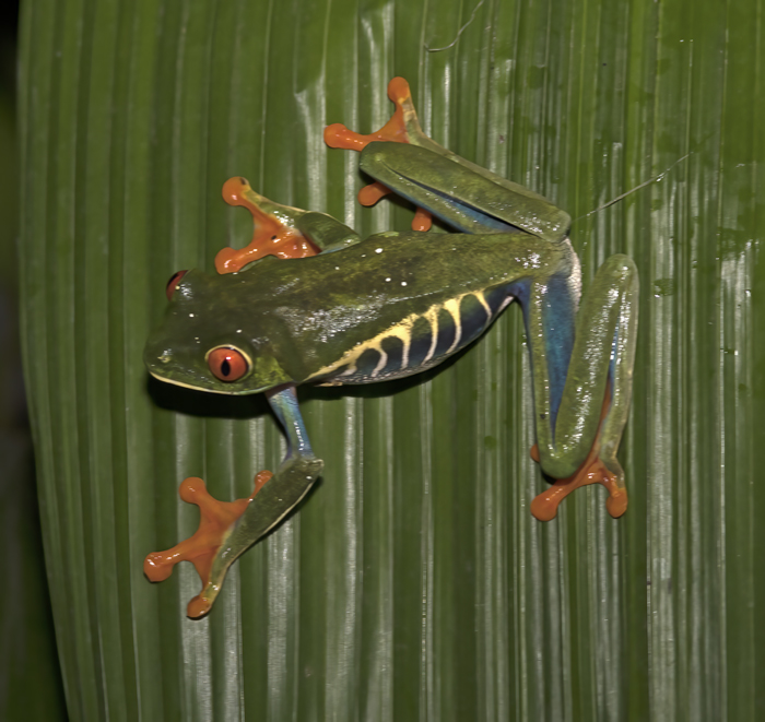 Red-eyed_Tree_Frog_18_Costa_Rica_115