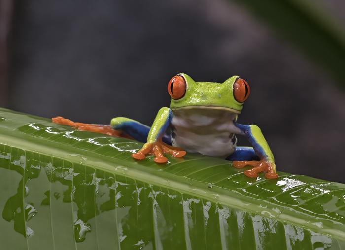 Red-eyed_Tree_Frog_18_Costa_Rica_121