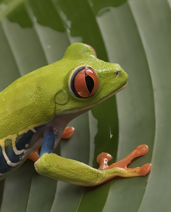 Red-eyed_Tree_Frog_18_Costa_Rica_146a