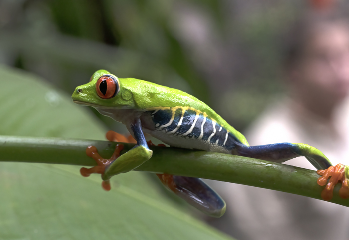 Red-eyed_Tree_Frog_18_Costa_Rica_153