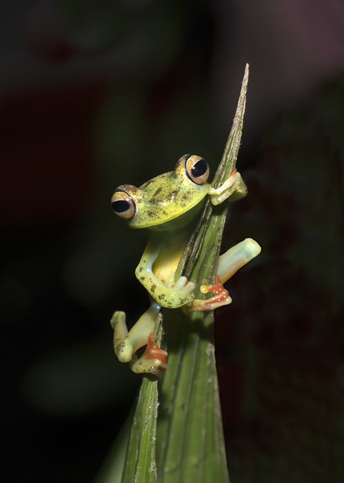 Red-webbed_Leaf_Frog_18_Costa_Rica_007