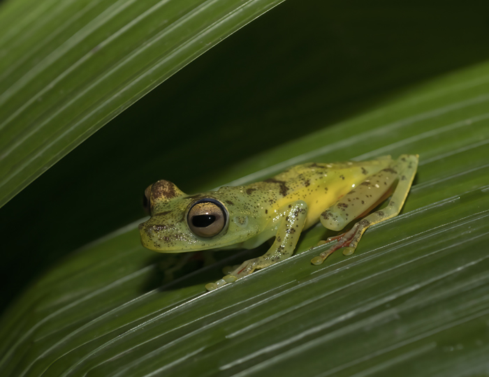 Red-webbed_Leaf_Frog_18_Costa_Rica_012
