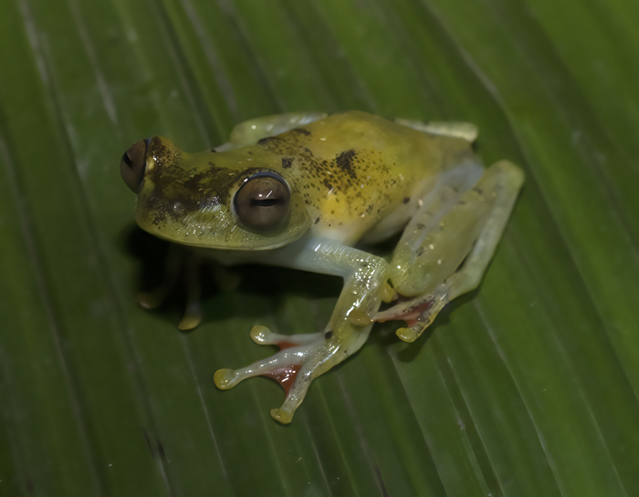 Red-webbed_Leaf_Frog_18_Costa_Rica_015