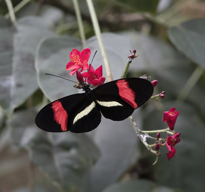 Red_Postman_Butterfly_18_Costa_Rica_005