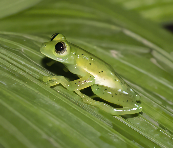 Reticulated_Glass_Frog_18_Costa_Rica_006
