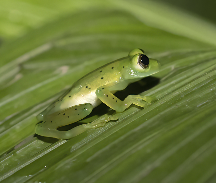 Reticulated_Glass_Frog_18_Costa_Rica_007