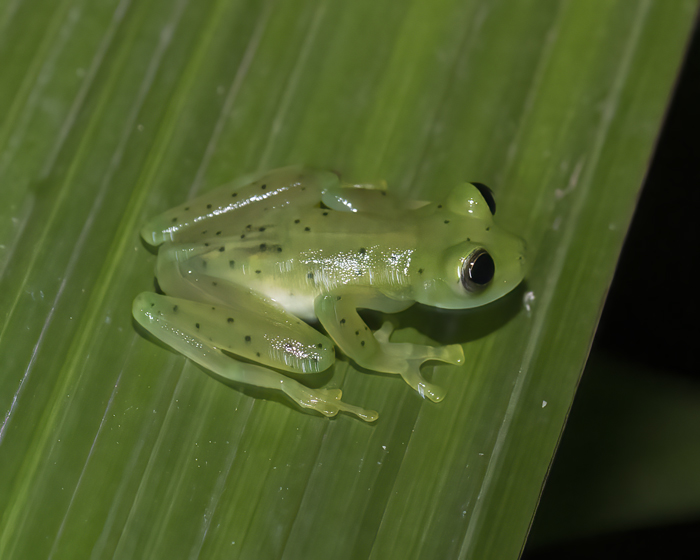 Reticulated_Glass_Frog_18_Costa_Rica_008
