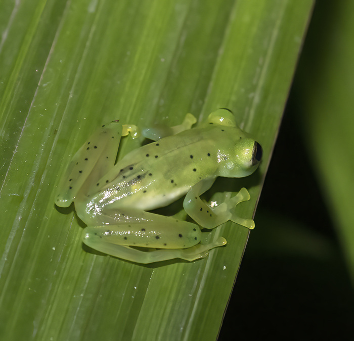 Reticulated_Glass_Frog_18_Costa_Rica_009