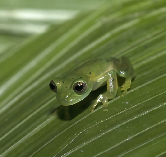 Reticulated_Glass_Frog_18_Costa_Rica_020