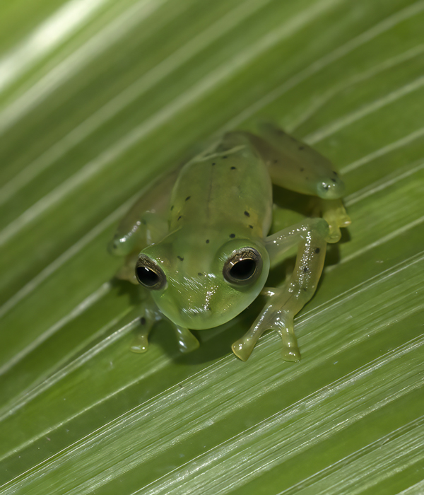 Reticulated_Glass_Frog_18_Costa_Rica_021
