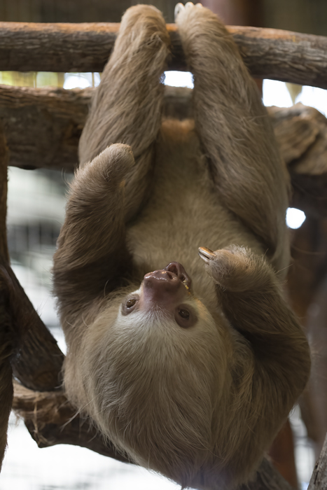 Three-toed_Sloth_18_Costa_Rica_017