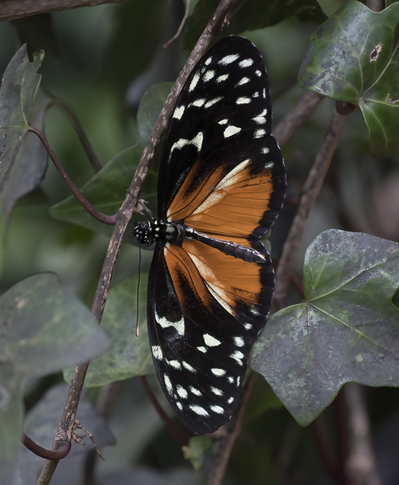 Tiger_Longwing_Butterfly_18_Costa_Rica_010