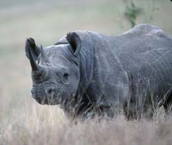 Black_Rhinoceros