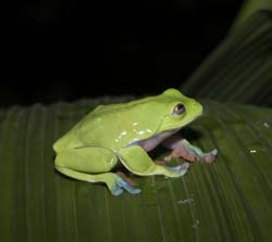 Blue-sided Leaf Frog