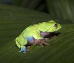 Blue-sided Leaf Frog