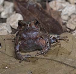 Dry Litter Toad