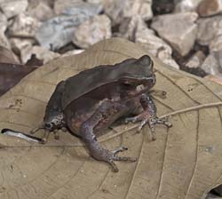 Dry Litter Toad