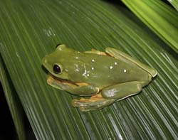 Flying Leaf Frog