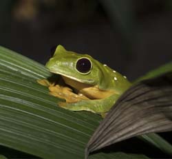 Flying Leaf Frog