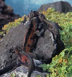Galápagos Marine Iguana