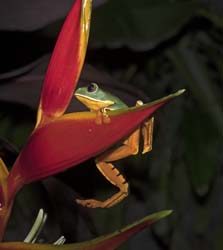 Golden-eyed Leaf Frog