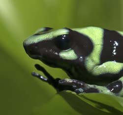 Green-black Poison Dart Frog