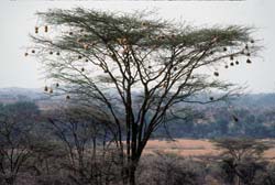 Kenya - Scenery