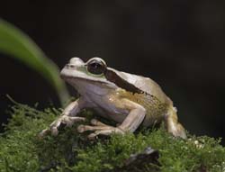 Masked Leaf Frog