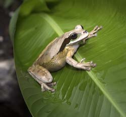 Masked Leaf Frog